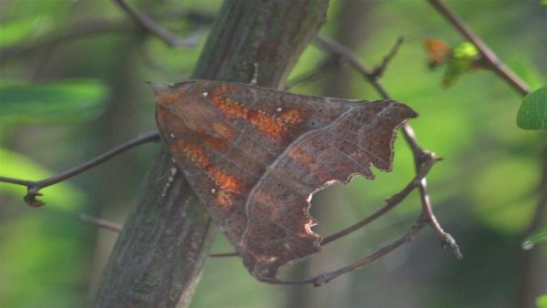 Sklepnice obecná, FOTO: Holger Gröschl Sklepnice obecná