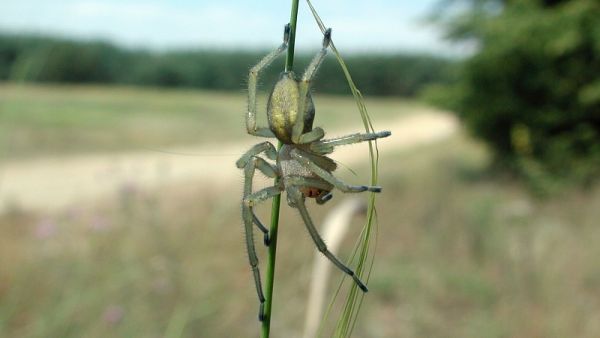 Zápřednice jedovatá Zápřednice jedovatá