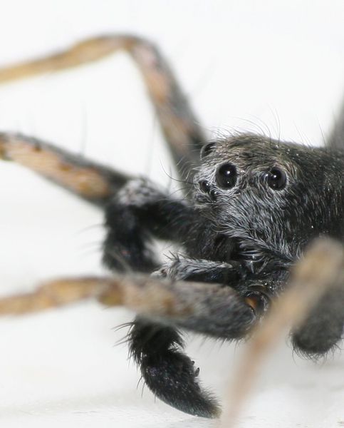 Pardosa Wagleri alias Slíďák Wáglerův Pardosa Wagleri alias Slíďák Wáglerův