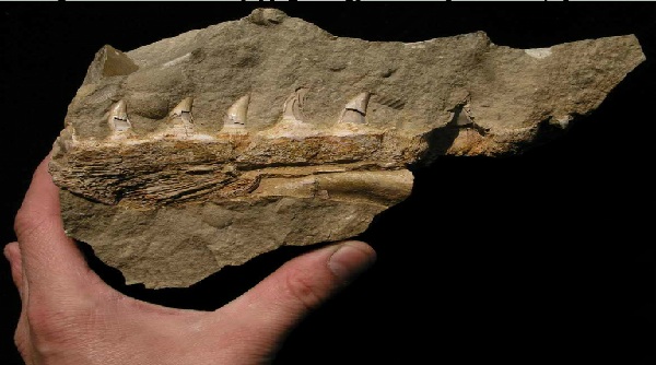 Mosasauridi jsou skupinou bizarních mořských plazů, kteří se objevili v období pozdní křídy a zakrátko se rozšířili po celé zeměkouli. Stejně rychlý jako jejich nástup byl i jejich zánik na konci křídy. (ukázka z plánovaných vystavovaných předmětů, které budou k vidění v 1. patře historické budovy Národního muzea) Mosasauridi jsou skupinou bizarních mořských plazů, kteří se objevili v období pozdní křídy a zakrátko se rozšířili po celé zeměkouli. Stejně rychlý jako jejich nástup byl i jejich zánik na konci křídy. (ukázka z plánovaných vystavovaných předmětů, které budou k vidění v 1. patře historické budovy Národního muzea)