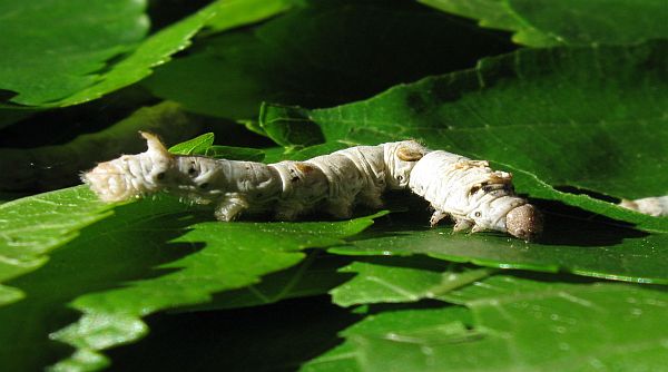 Housenky bource morušového později získají bílou barvu a rychle rostou. Foto: Jan Šejbl Housenky bource morušového později získají bílou barvu a rychle rostou. Foto: Jan Šejbl
