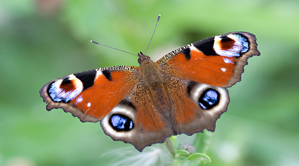 Babočka admirál. Foto: Haugsten Holen Babočka admirál. Foto: Haugsten Holen