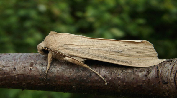 Černopáska bavlníková. Foto: Brian Stone Černopáska bavlníková. Foto: Brian Stone
