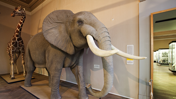 Pohled do bývalé zoologické expozice v Historické budově Národního muzea