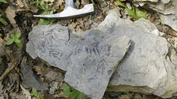 fotka: Část listového vějíře kapradiny rodu Anemia nalezené na lokalitě Ponor 