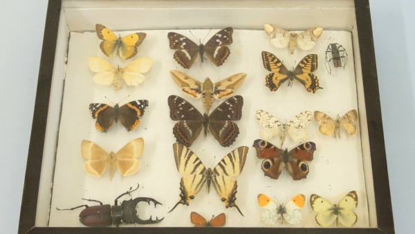 Foto jediné dochované kazety s motýly z pozůstalosti Zdeňka Fibicha (zdroj: archiv NM) Foto kazety s motýly