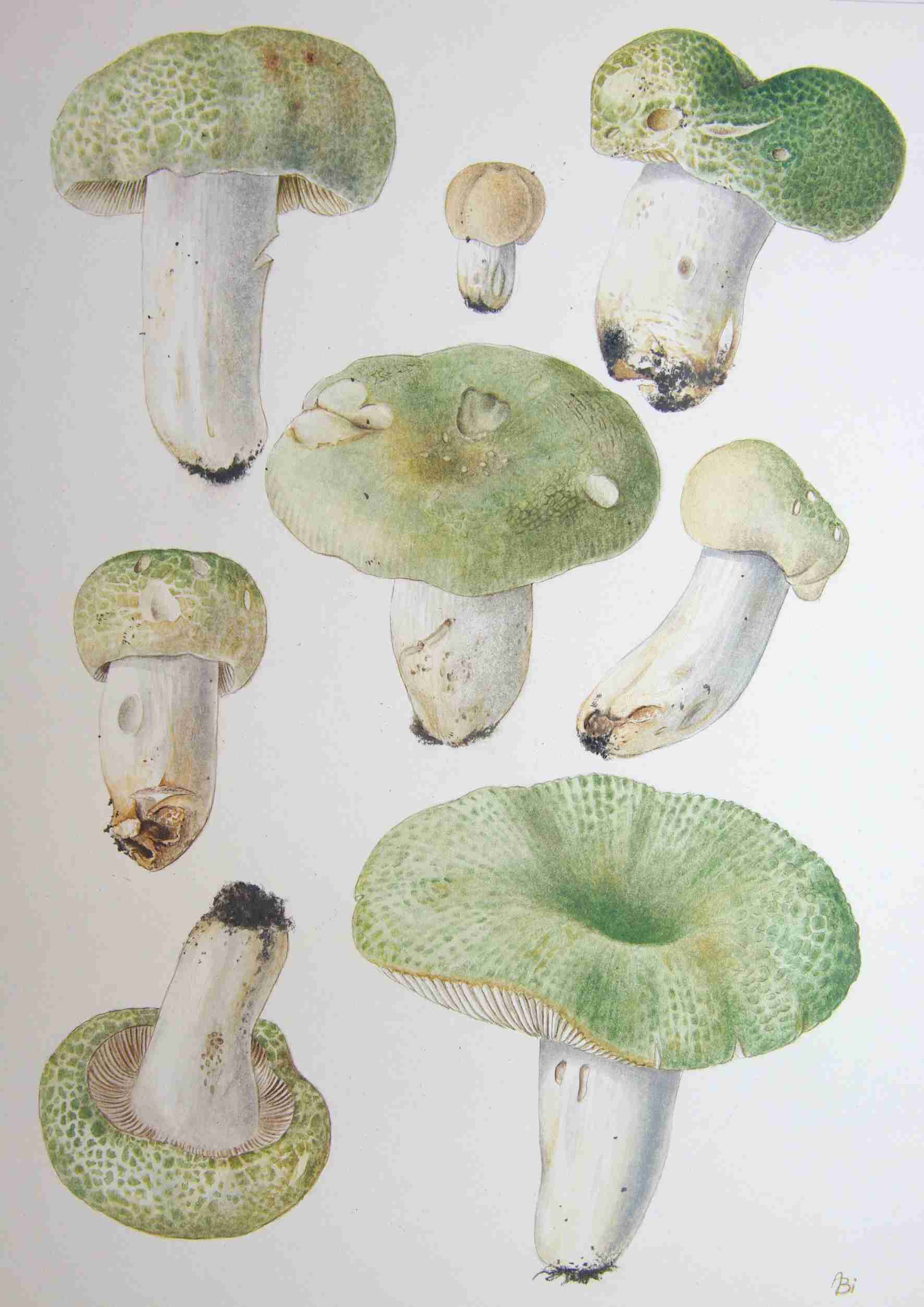 Holubinka nazelenalá (Russula virescens). Malba A. Bielicha ukazuje proměnlivost druhu Holubinka nazelenalá (Russula virescens). Malba A. Bielicha ukazuje proměnlivost druhu
