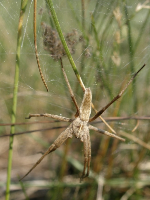 samice lovčíka s pavučinovým stanem, který sama postavila