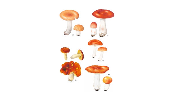 Ukázka ilustrace ke knize Přehled hub střední Evropy Ukázka ilustrace ke knize Přehled hub střední Evropy