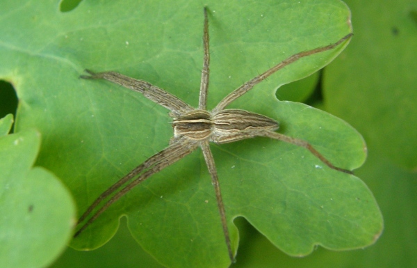 5. Lovčík hajní (foto: Jindřich Poříz)