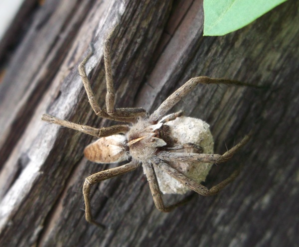 3. Lovčík hajní (foto: Lenka Foberová)