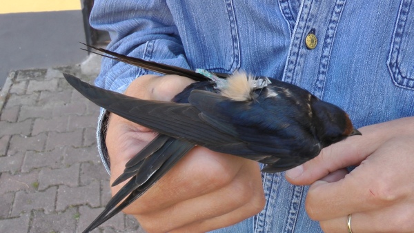 Jaroslav Cepák z Kroužkovací stanice Národního muzea drží v ruce samce vlaštovky obecné, který má na zádech umístěný geolokátor Jaroslav Cepák z Kroužkovací stanice Národního muzea drží v ruce samce vlaštovky obecné, který ma na zádech umístěný geolokátor