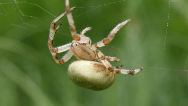 Křižák čtyřskvrnný ( Araneus quadratus) si staví své sítě nejčastěji na bylinné nebo keřové vegetaci na vlhčích loukách (foto: Petr Dolejš) Křižák čtyřskvrnný ( Araneus quadratus) si staví své sítě nejčastěji na bylinné nebo keřové vegetaci na vlhčích loukách (foto: Petr Dolejš)