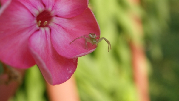 Běžník listový ( Ebrechtella tricuspidata) je drobný pavouk, který si nestaví žádné sítě a na svoji kořist číhá např. na květech (foto: Petr Dolejš) Běžník listový ( Ebrechtella tricuspidata) je drobný pavouk, který si nestaví žádné sítě a na svoji kořist číhá např. na květech (foto: Petr Dolejš)