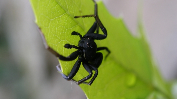 Běžník velký ( Xysticus robustus) žije především ve stepních oblastech, kde a svoji kořist loví bez použití sítí (foto: Petr Dolejš) Běžník velký ( Xysticus robustus) žije především ve stepních oblastech, kde a svoji kořist loví bez použití sítí (foto: Petr Dolejš)