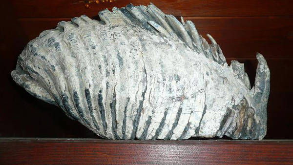 fotografie zubu mamuta