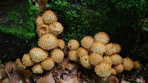 Šupinovka ježatá, velmi vzácná, roste zejména v přirozených lesích šupinovka ježatá, velmi vzácná, roste zejména v přirozených lesích