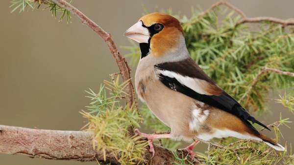 Dlask tlustozobý s oblibou konzumuje semena slunečnic, ale např. i plody tisu