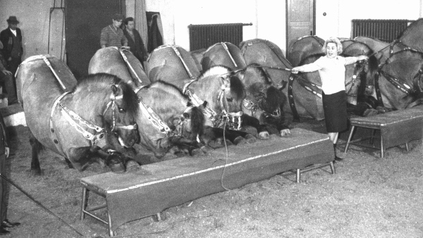 Příprava skupinového výcviku koní Josefy Urbanové v zimovišti cirkusů, rok 1967