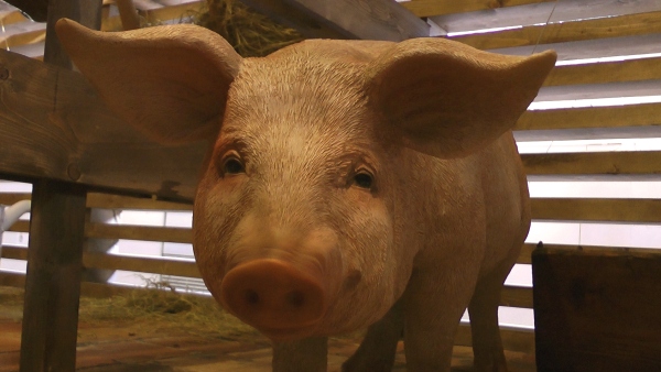 Ve výstavě najdou návštěvníci i pašíka Ve výstavě najdou návštěvníci i roztomilé prasátko