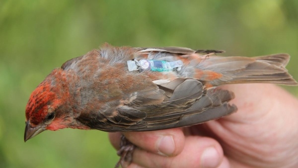 Hýl rudý s připevněným geolokátorem (foto: Pavel Munclinger) Hýl rudý s připevněným geolokátorem (foto: Pavel Munclinger)