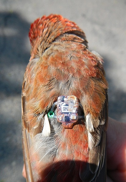 Hýl rudý s nasazeným geolokátorem švýcarské výroby Foto: J. Cepák 