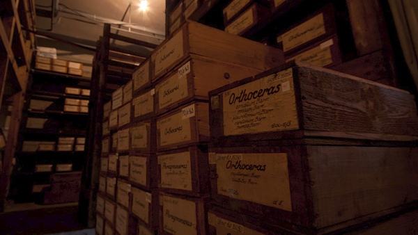 Jeden z bývalých suterénních depozitářů paleontologického oddělení v Historické budově Národního muzea během stěhování