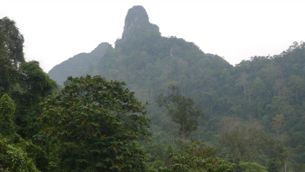 Prostředí severovietnamského krasu, které je domovem tohoto nového druhu