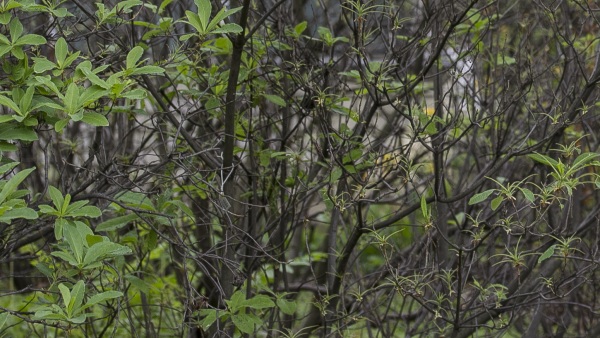 Holožír na pěnišníku v Botanické zahradě Univerzity Karlovy (Na Slupi)