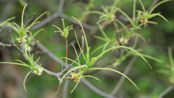 Detail požerku způsobených housenicemi pilatky Nematus lipovskyi na pěnišníku