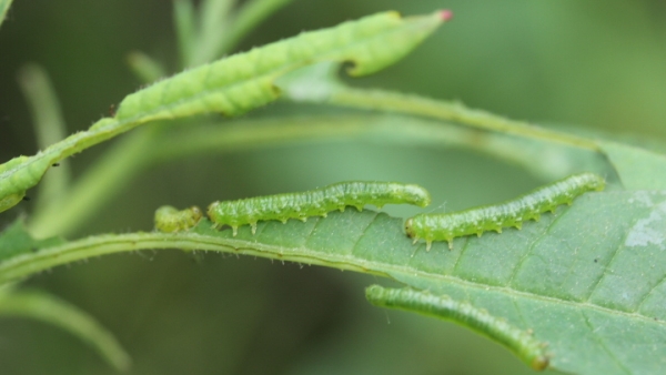 Larvy (housenice) pilatky Nematus lipovskyi ožírající listy pěnišníku
