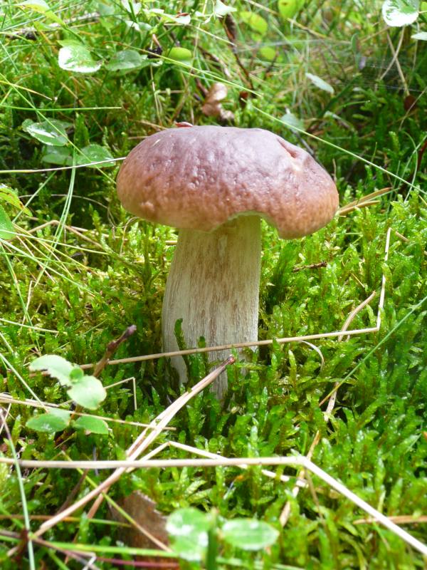 Hřib smrkový. Pravděpodobně nejoblíbenější houba u nás (zdroj: Miriam Brožíková)