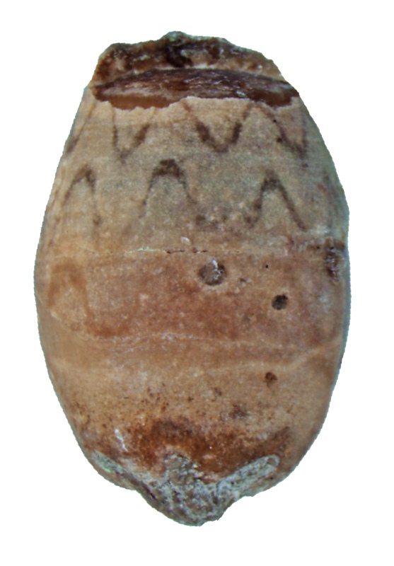 Zvlněný vzor na schránce hlavonožce Pentameroceras mirum ze Švédska.