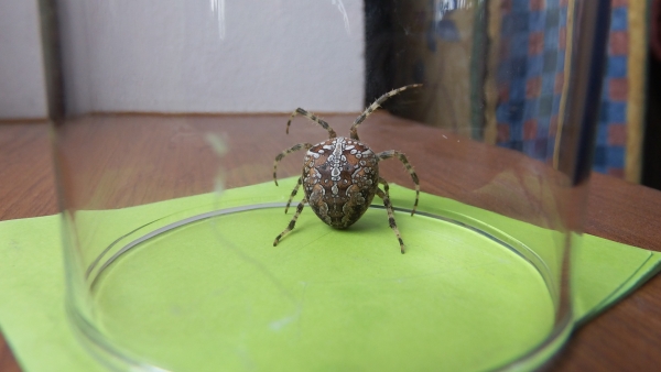 Samička křižáka obecného (Araneus diadematus) foto: Petra Oliveriusová
