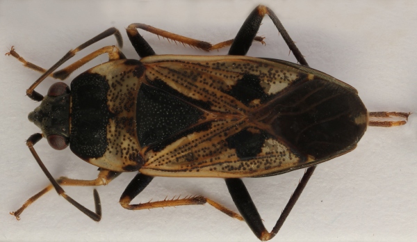 Pozemka obecná (Rhyparochromus vulgaris)