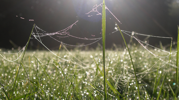 Na stéble trávy vlevo je vidět více vláken svědčících o nepodařeném vzletu.