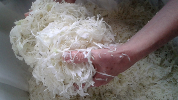 Se solí opatrně, abychom si várku zelí nezkazili. fotografie rukou drzicich nakrouhané zelí