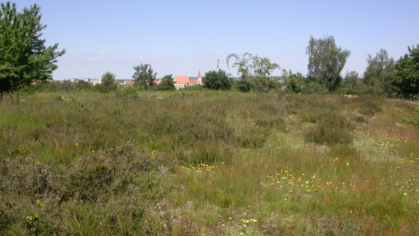 Vřesoviště na Kraví hoře u Znojma jsou nejseverněji položená vřesoviště v rámci NP Podyjí. Na této lokalitě bylo zjištěno 801 druhů motýla a mezi nimi i velmi vzácný druh zavíječe Synaphe bombycalis (Denis & Schiffermüller, 1775), který jinde v Česku nebyl dosud nikde nalezen. Zároveň však patří k těm několika málo druhům motýlů, jehož poslední nález je datován před rok 2000, konkrétně do roku 1994.