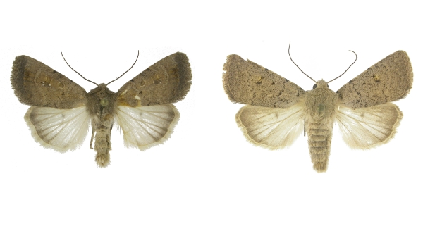 Blýskavka skalní (Caradrina terrea Freyer, 1840) (vlevo) a blýskavka plachá (Caradrina aspersa Rambur, 1834) (vpravo) jsou úzce vázané na skalní stepi a v rámci Česka se vyskytují pouze v Podyjí.