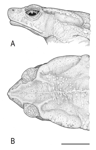 Typový exemplář ropuchy yunga (Rhinella yunga) zdroj: Národní muzeum