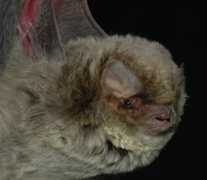 Létavec maghrebský (Miniopterus maghrebensis) zdroj: Národní muzeum