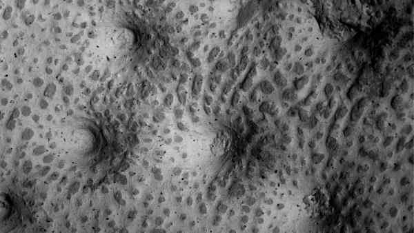 Ornamentální struktura na povrchu pancíře plakodermy druhu Antineosteus rufus (zdroj: Národní muzeum)