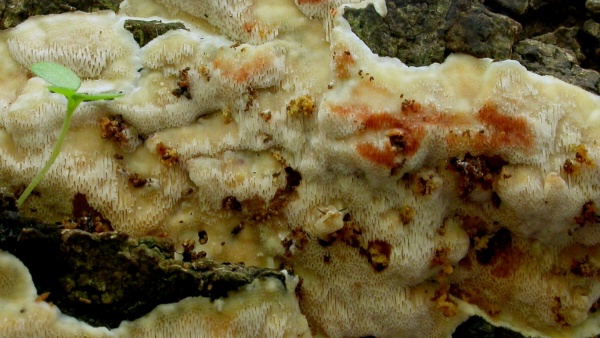 Živé plodnice pórnatice (zdroj: Národní muzeum)