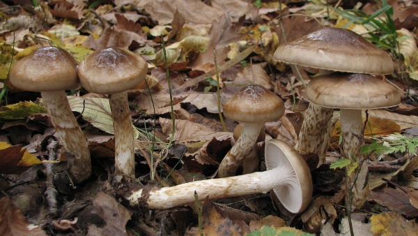 Živé plodnice šťavnatky (zdroj: Národní muzeum)