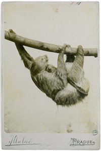 Lenochodí samice s mládětem. Pozitiv Jan Mulač, Praha, 1894 (zdroj: Národní muzeum)