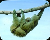 Diapozitiv zmíněné lenochodí samice s mládětem (zdroj: Národní muzeum)