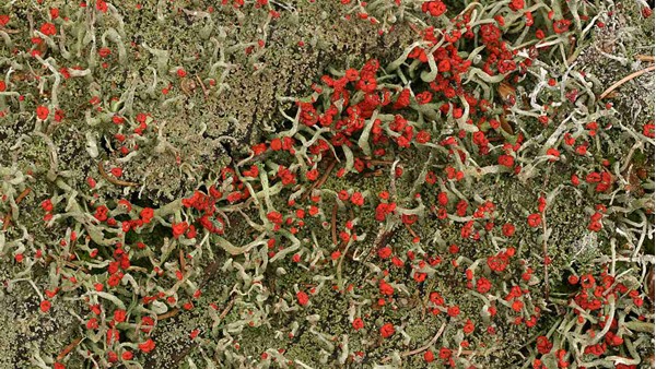 Cladonia macilenta (dutohlávka vyzáblá) – jedna z mnoha druhů dutohlávek s červenou barvou plodnic, kterou způsobuje kyselina rodokladonová (zdroj: Národní muzeum) Cladonia macilenta (dutohlávka vyzáblá) – jedna z mnoha druhů dutohlávek s červenou barvou plodnic, kterou způsobuje kyselina rodokladonová (zdroj: Národní muzeum)