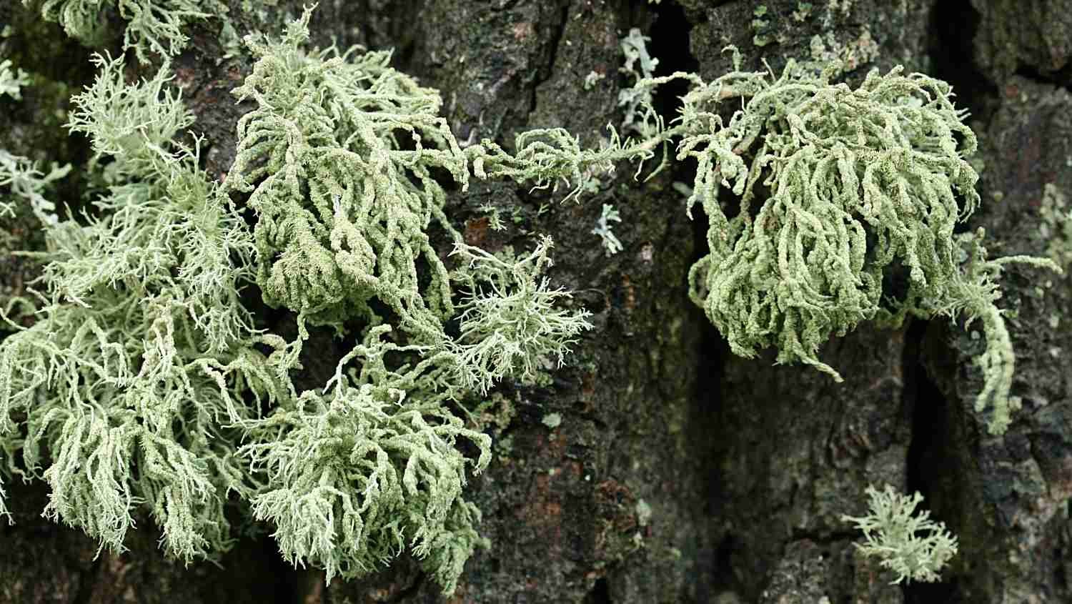 Usnea hirta (provazovka srstnatá) – její žlutozelená barva je způsobena kyselinou usnovou, která má prokázané protirakovinné účinky (zdroj: Národní muzeum) Usnea hirta (provazovka srstnatá) – její žlutozelená barva je způsobena kyselinou usnovou, která má prokázané protirakovinné účinky (zdroj: Národní muzeum)
