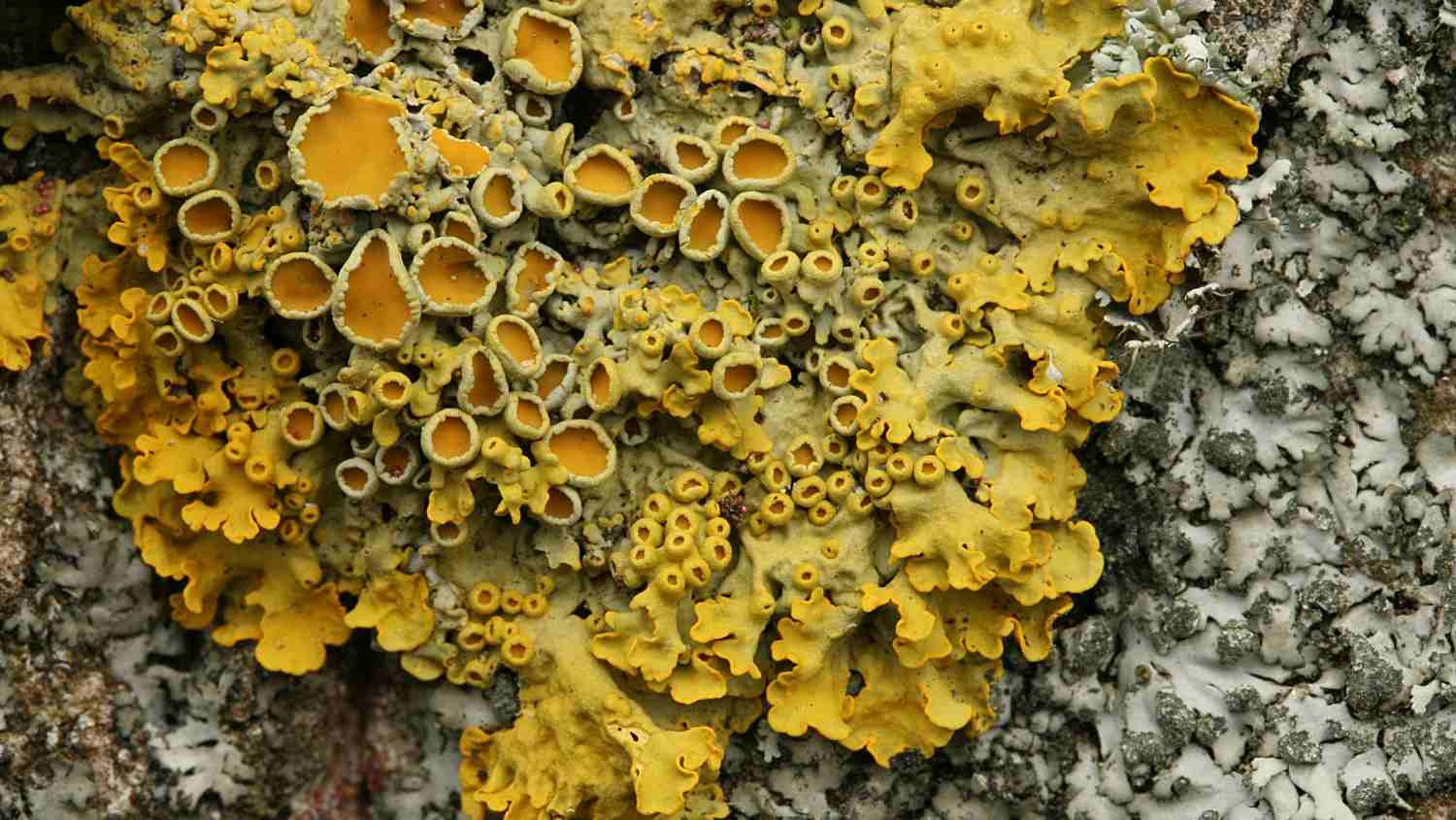 Xanthoria parietina (terčník zední) – v ČR patří k nejběžnějšímu druhu lišejníků, který často můžeme najít na borce obohacené dusíkem, na větvích, nebo také na zídkách a střešních taškách (zdroj: Národní muzeum) Xanthoria parietina (terčník zední) – v ČR patří k nejběžnějšímu druhu lišejníků, který často můžeme najít na borce obohacené dusíkem, na větvích, nebo také na zídkách a střešních taškách (zdroj: Národní muzeum)