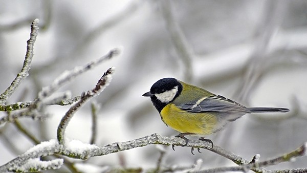 Nejvíce kroužkovaným ptačím druhem v ČR v loňském roce byla sýkora koňadra (zdroj: Tbird ulm, CC BY-SA 3.0, prostřednictvím Wikimedia Commons) Nejvíce kroužkovaným ptačím druhem v ČR v loňském roce byla sýkora koňadra (zdroj: Tbird ulm, CC BY-SA 3.0, prostřednictvím Wikimedia Commons) Označeno bylo více než 25 tisíc jedinců